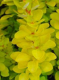 Барбарис тунберга голоден пилар