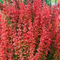 Барбарис Тунберга ред рокет