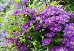 Клематис крупноцветковый Ашва  КАПЕР