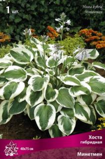 Хоста гибридная Минитмен
