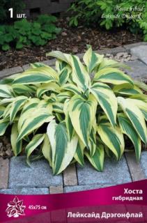 Хоста гибридная Лейксайд Дрэгонфлай