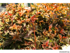 меджик берри