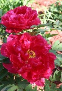 Алые паруса