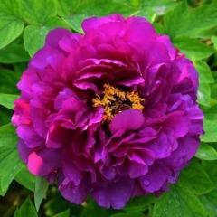 Пурпурная ночь