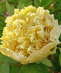 Яо'с Йеллоу