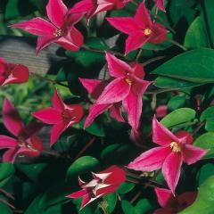 цв упаковка 