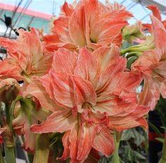 Амариллис махровый Леди Джейн 