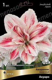 Амариллис махровый Акуаро 