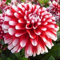 Литтл Тайгер 