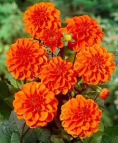 Ориндж Наггет 