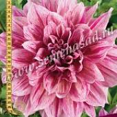 Страйпт Эмори Пол