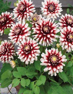 Сидлер Штольце   