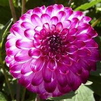 Литтл Роберт 