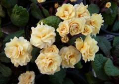 Гернси Крим