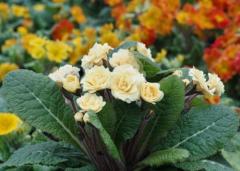 Крем дю Трегор