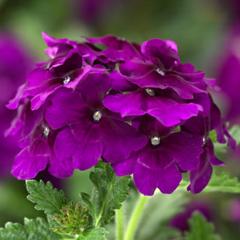 -Lanai Compact Purple Velvet