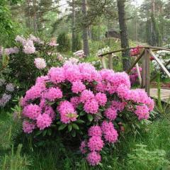 Haaga