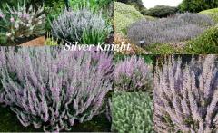 Silver Knight