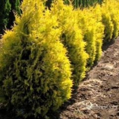 туя Golden Brabant