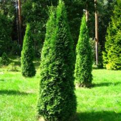 Туя Pyramidalis Compacta