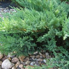 мож. Тamariscifolia
