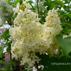 Primrose