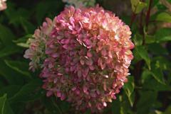 Perle de Festival