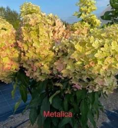 Metallica