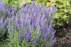 Blauteppich