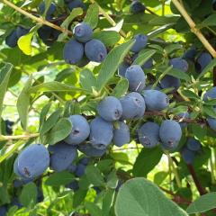 Stawberry Sensation