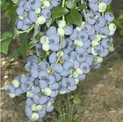 Bluecrop