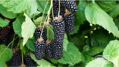 Colambia Giant
