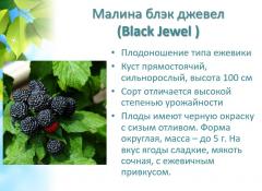 Black Jewel