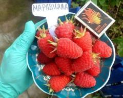 Maravilla