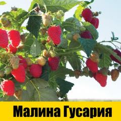 Husaria
