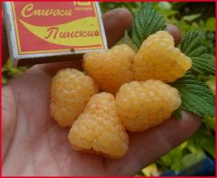 Желтая Зюгана